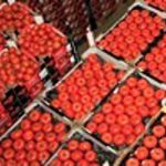 The United States, Germany and France together account for 38% of global tomato imports