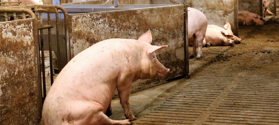 Young pigs are a major contributor to mortality in the United States