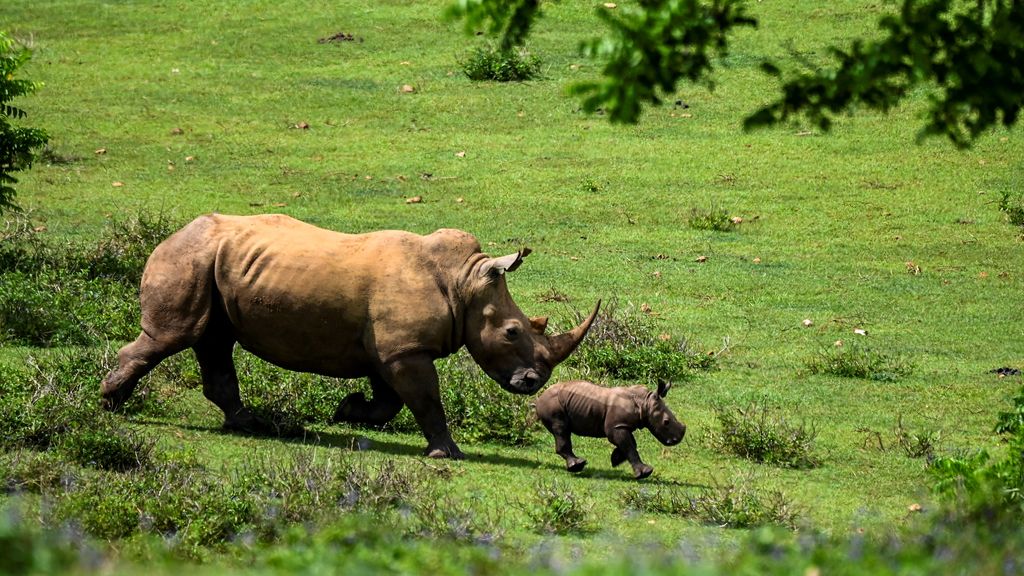 Banning the rhino horn trade at the Nature Conference