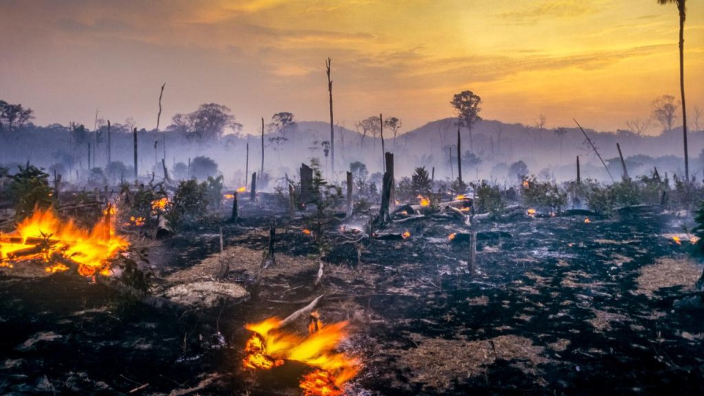 Brazil wants to stop deforestation and organize a climate summit in the Amazon |  climate