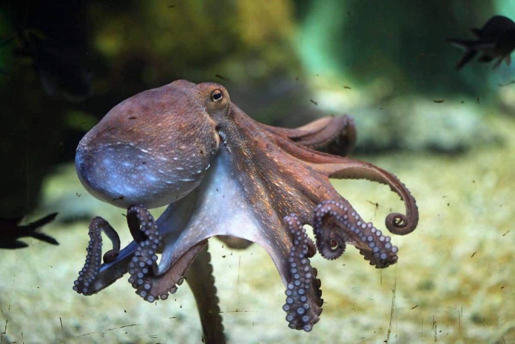 Octopuses sometimes also feel the need to throw things