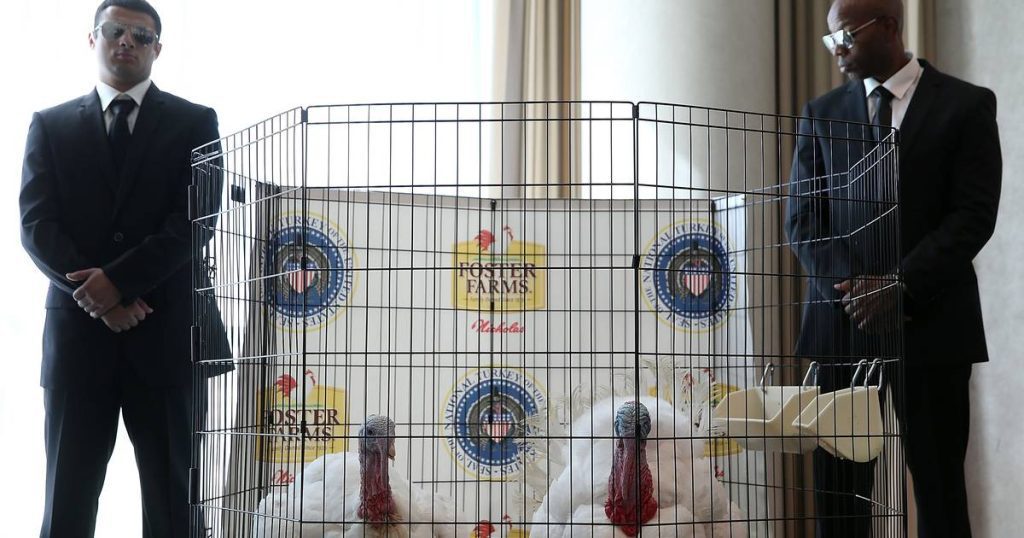 Pardon a classic American turkey, but they won't live long |  Abroad