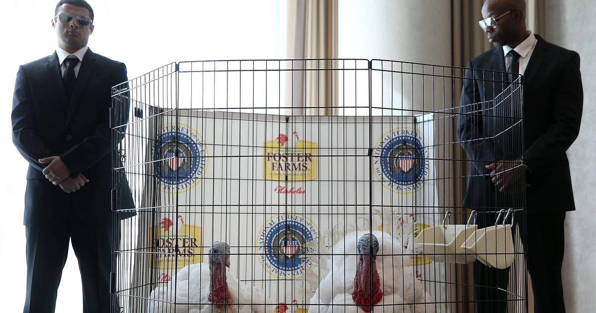 Pardon a classic American turkey, but they won’t live long |  Abroad