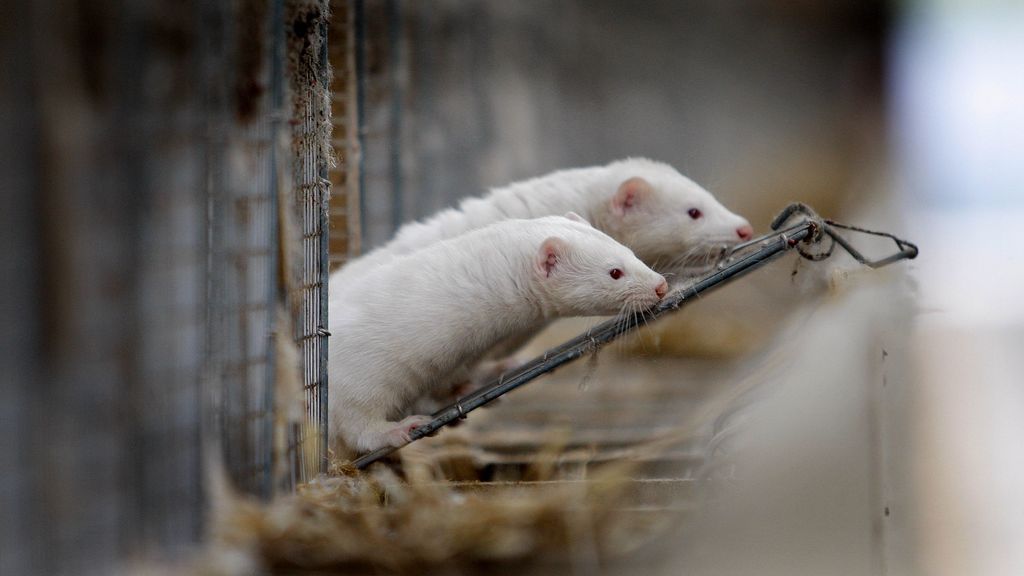 Minks in Spanish breeding are infected with avian influenza, and potential cross-contamination