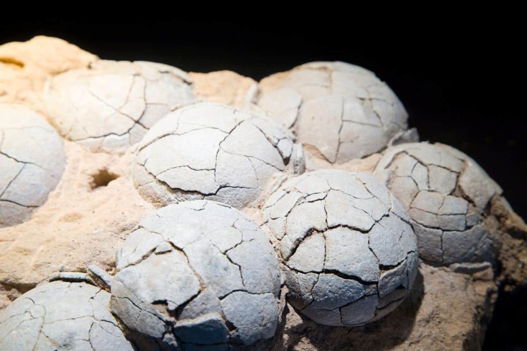 256 titanosaur eggs discovered We learned more about this huge beast