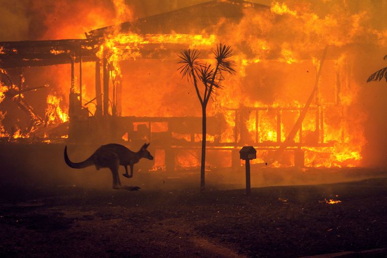 A kangaroo walks past a burning house in Australia's Lake Conjola during a major bushfire in 2019. Photo by Matthew Abbott/The New York Times