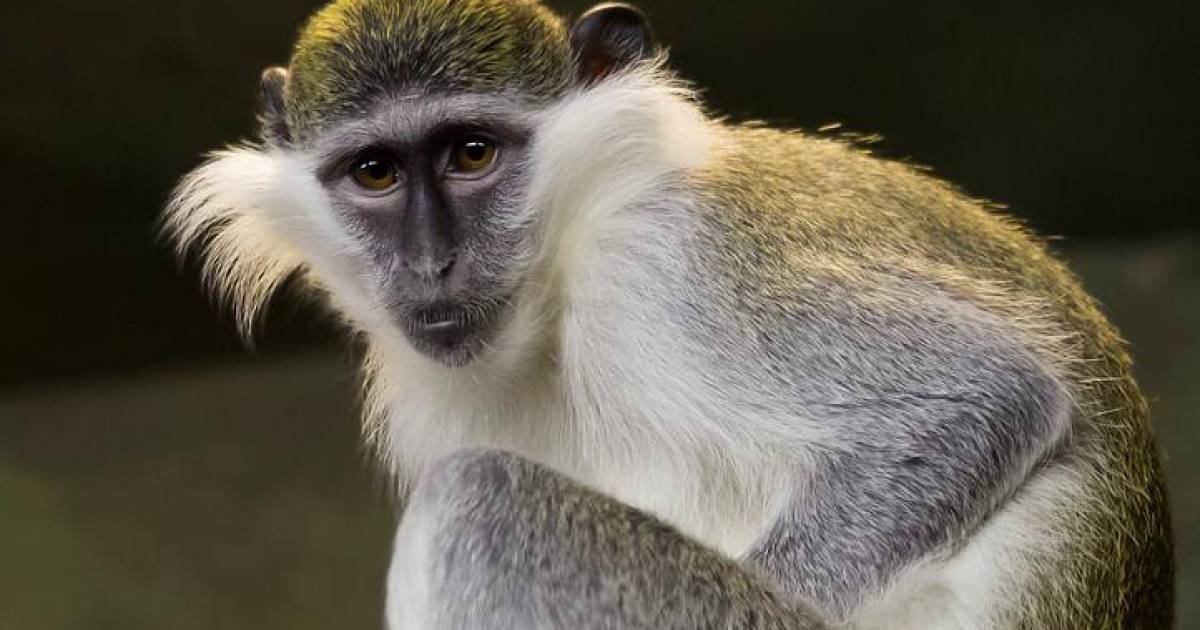 Sint Maarten Going To Completely Eradicate Exotic Monkey Species, AAP Furious About 'Unethical' Plan |  internal