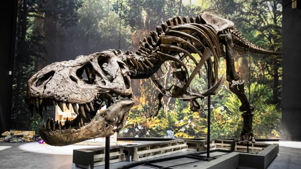 For the first time, a T. Rex skeleton is being auctioned off in Europe |  general