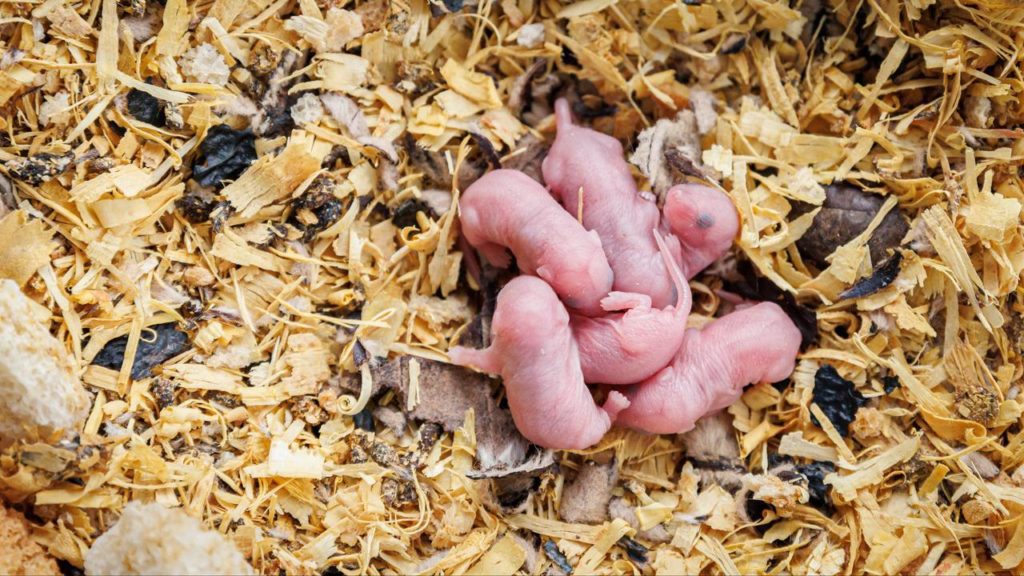 For the first time, mouse pups emerged from the cells of a male |  Sciences