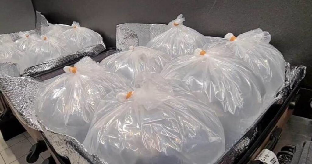 Malaysians arrested in Schiphol with 170,000 illegal baby snakes in their luggage |  internal