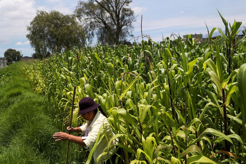 VS vragen Mexico om formele gesprekken over geschil GMO-maïs -BBG