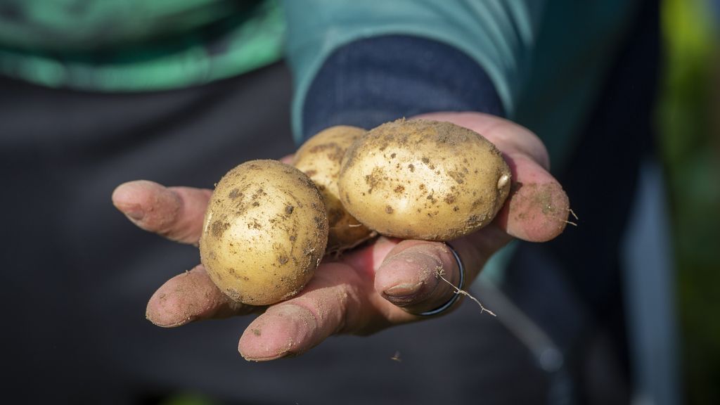 Potatoes 'must' be picked before October because of nitrogen, and farmers are furious