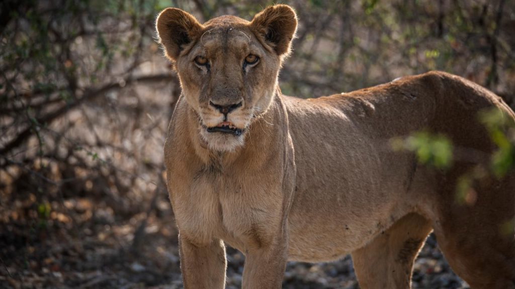 An "extinct" lion was spotted in Chad National Park for the first time since 2004 |  the animals
