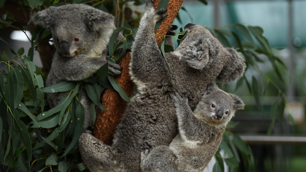 Australian zoo announces the birth of 100 koalas