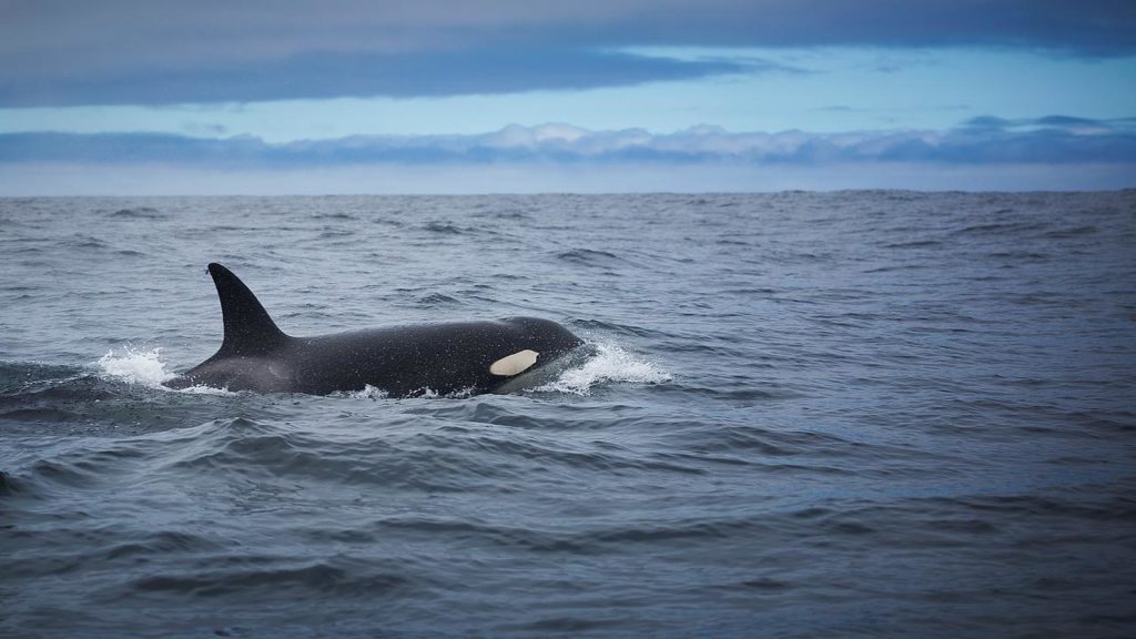 An Orca That Was Half Dead In The Danish Straits For A Month Found Alive |  distinct