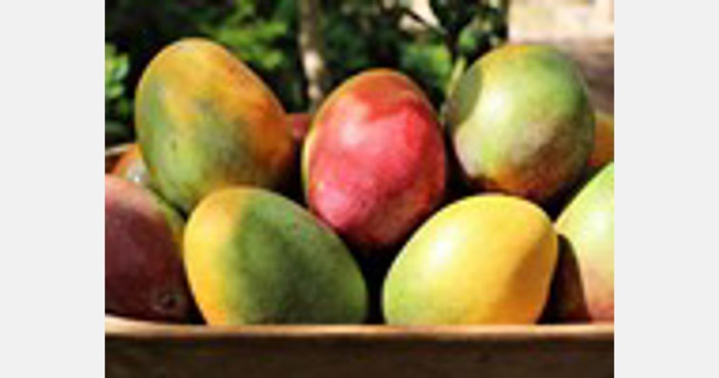 Colombia allows 39 mango growers to export to the US and Europe