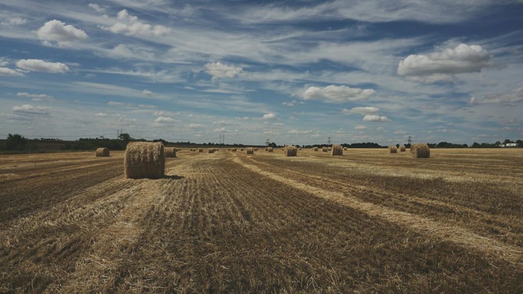 Countries banning Ukrainian grain: what's going on?  |  Economy