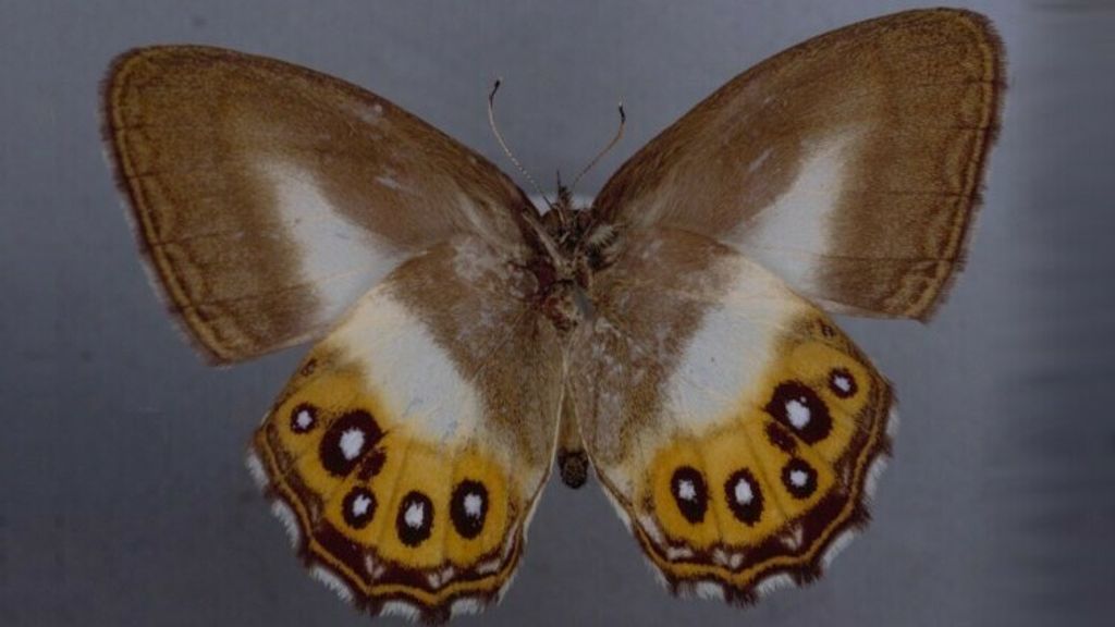 New butterflies named after the villain of The Lord of the Rings have been discovered