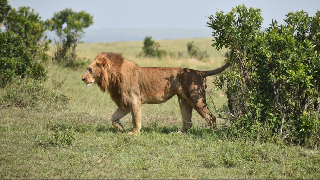 The oldest wild lion in Africa was killed after entering a Kenyan village |  the animals