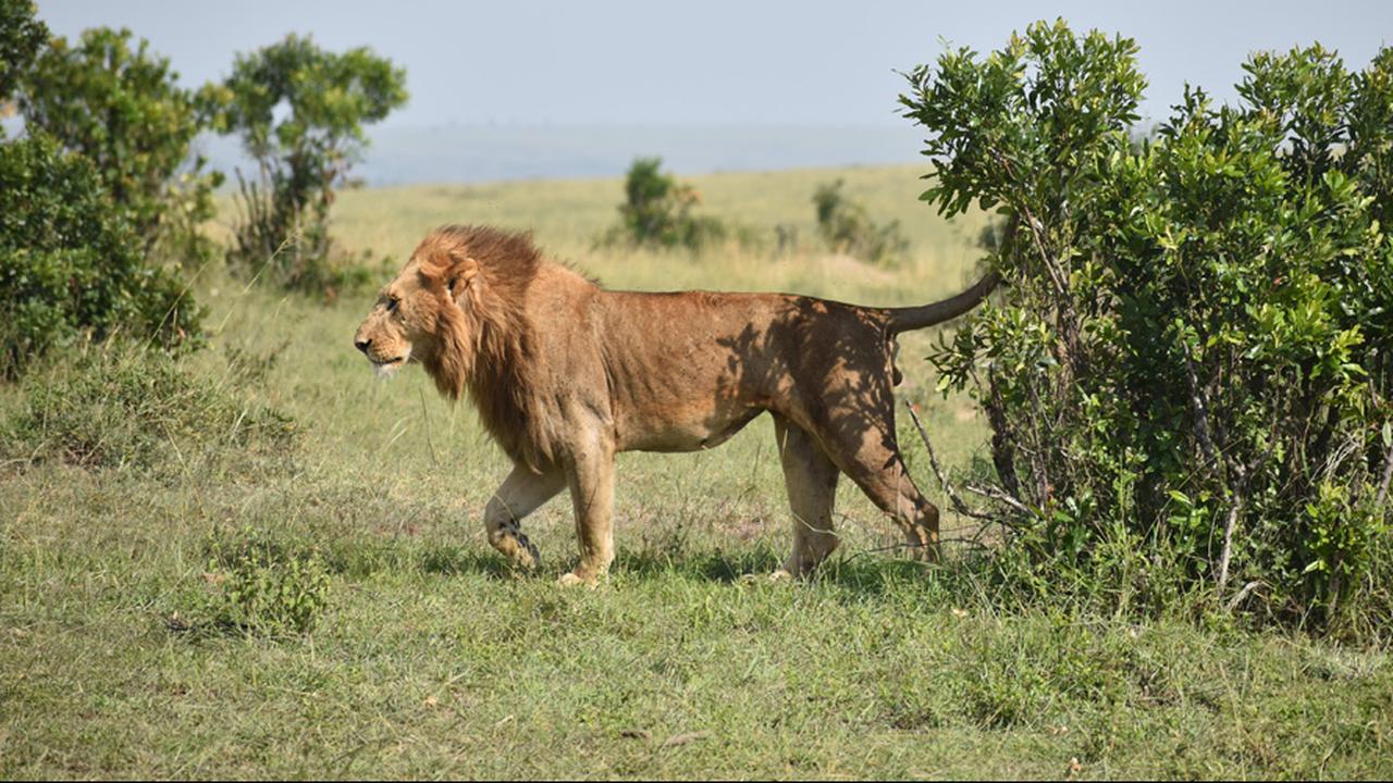 The oldest wild lion in Africa was killed after entering a Kenyan village |  the animals