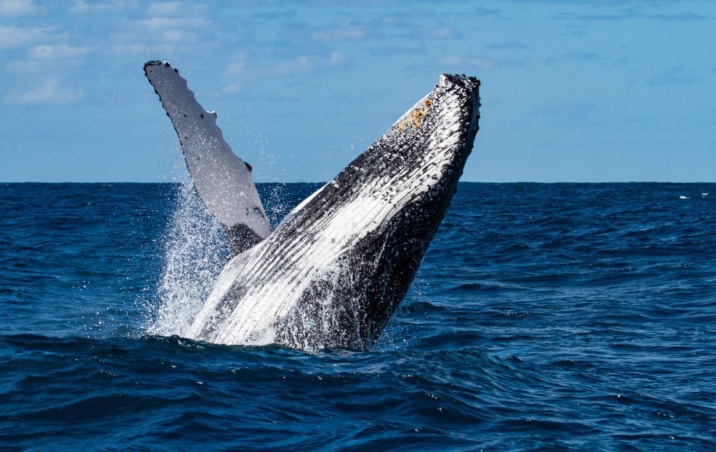 Scientists See Whales Rolling on the Seafloor (And the Animals Have Good Reason for That)