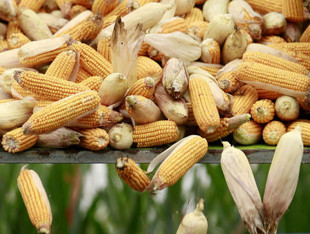 Sojabonen dalen naar een dieptepunt in zeven maanden door het weer in de VS; tarwe neemt af