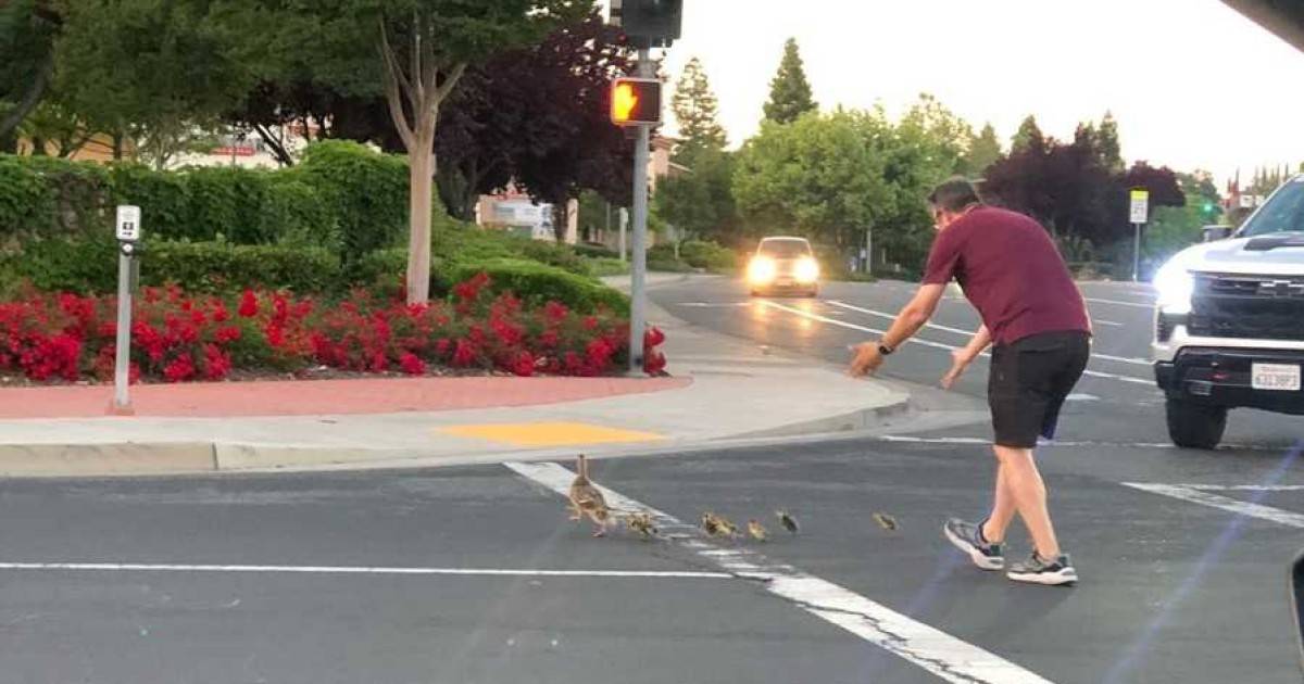 The father helps the ducks cross the street and is killed seconds later in front of his children  house
