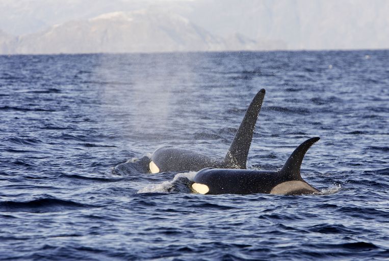 Orca attacks Dutch sailors near Norway.  "I thought: what a big dolphin."