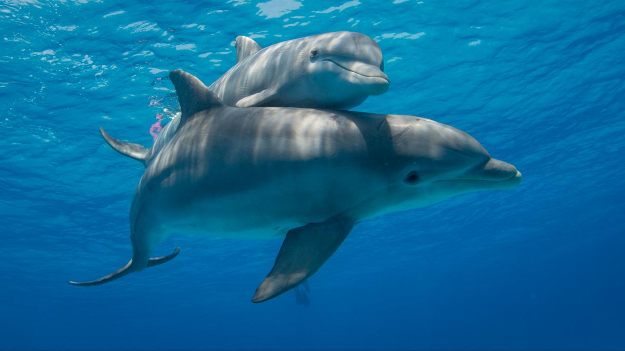 Dolphins speak to their young in a "baby voice," just like human animals