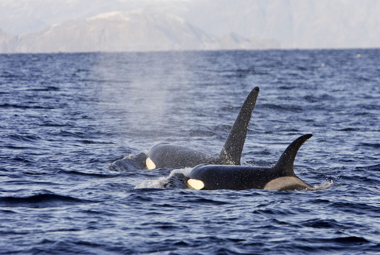 Orcas in the Lofoten Islands, an archipelago in northern Norway.  Sylvain Cordier/Getty Image