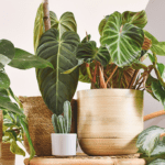 With these plants, you can turn your home into an urban jungle