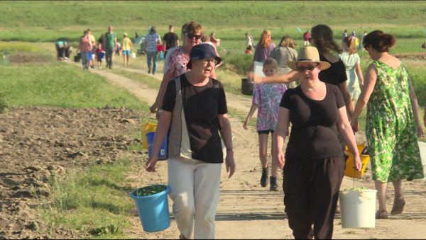 Omroep Flevoland – News – Spinach pickers filling buckets: a huge help to save the harvest
