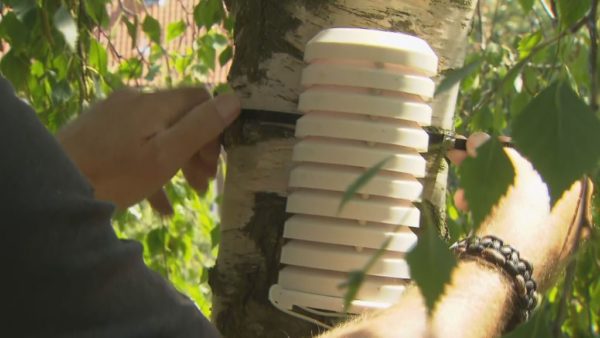 These white tubes measure the cooling effect of trees in the city