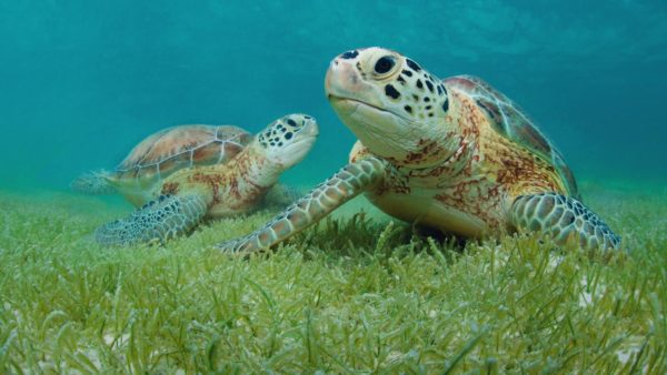Green sea turtles have been eating at the same “seaweed restaurant” for thousands of years |  the animals