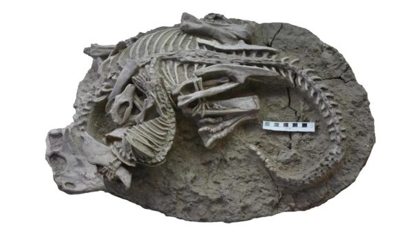 Fossil shows mammal biting into dinosaur: ‘This turns everything upside down’ |  Sciences