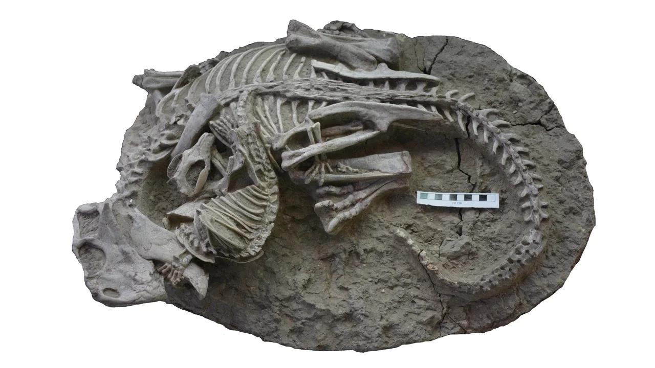 Fossil shows mammal biting into dinosaur: 'This turns everything upside down' |  Sciences