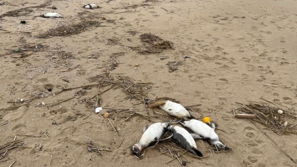 Nearly 2,000 penguins have been slaughtered in Uruguay: ‘unprecedented numbers’ |  the animals