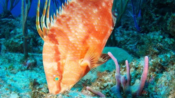 Color-changing pigfish can “see” with their skin