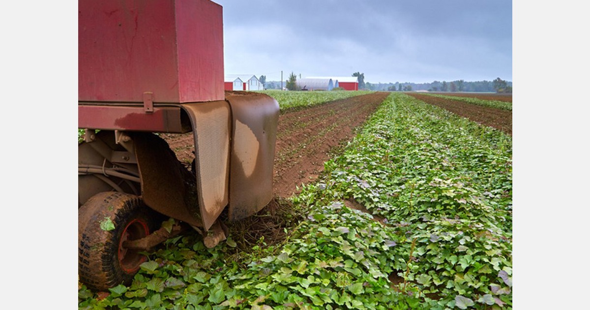 Sweet potato supplies are dwindling in North America, but a new harvest is imminent