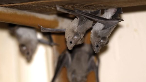 Vereniging Eigen Huis discontinues cavity wall insulation due to expensive batt inspections
