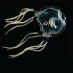 Caribbean Jellyfish Have No Brains But They Can Still Learn |  Sciences