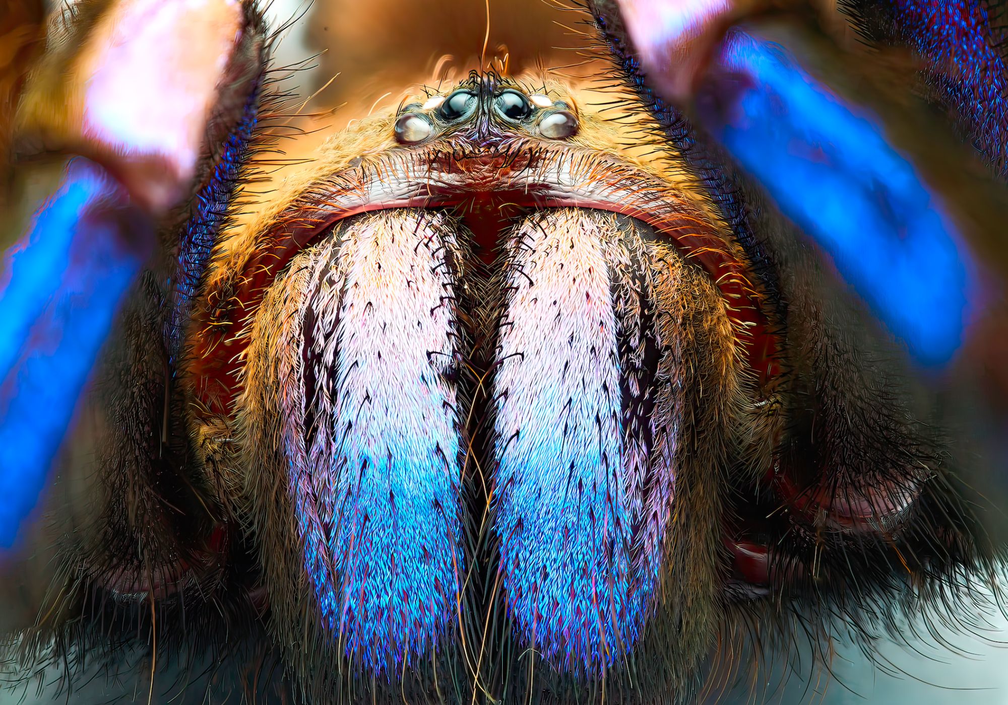 Do you have a spider phobia?  Scientists present your newest nightmare: the blue tarantula
