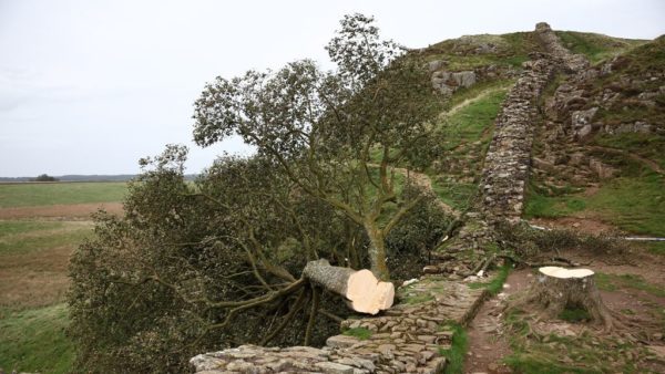 The second arrest in the published “Robin Hood Tree” case