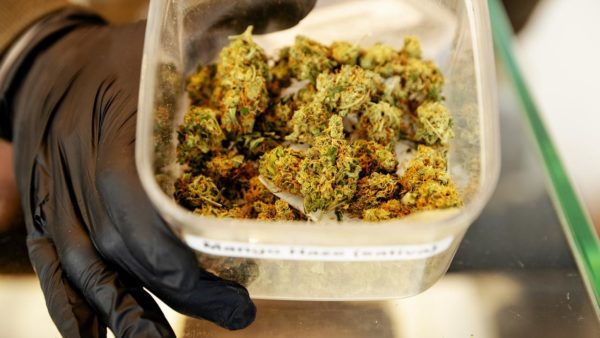 After years of delay, cannabis testing is finally being done: why has it taken so long?  |  local