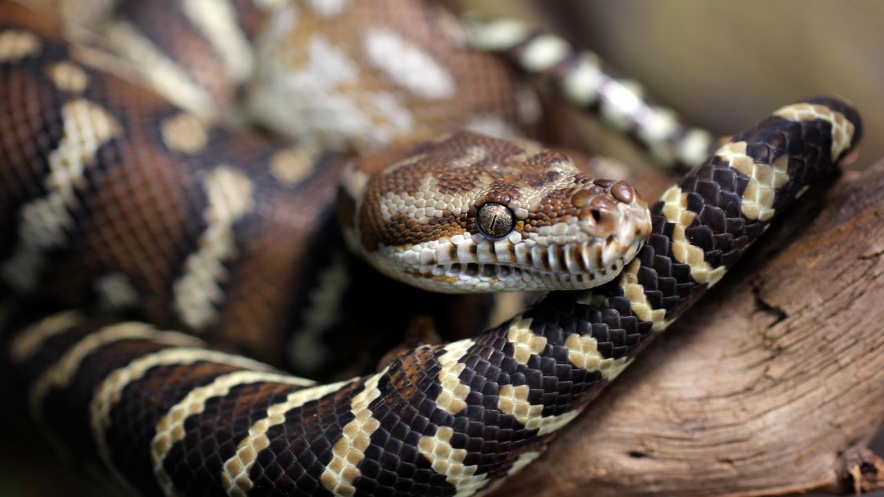 An Australian is fined after surfing with a snake around his neck  distinct