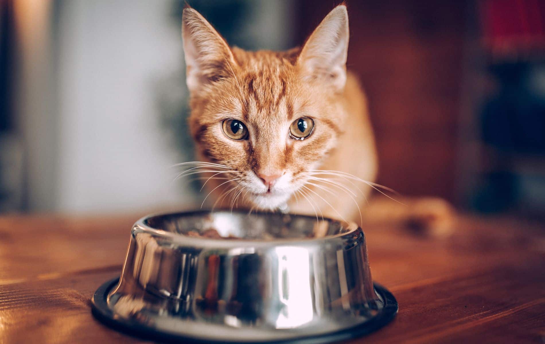 Australian scientists are studying putting cats on a vegetarian diet and the results have been impressive