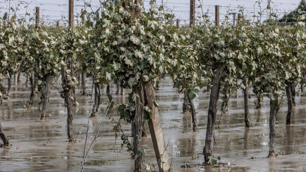 Fungi threaten Italian wine crop after heavy rains  Economy