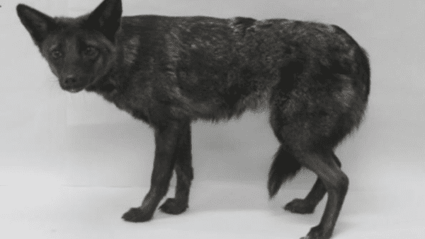 Is it a dog or a fox?  The world’s first dog fox was discovered in Brazil