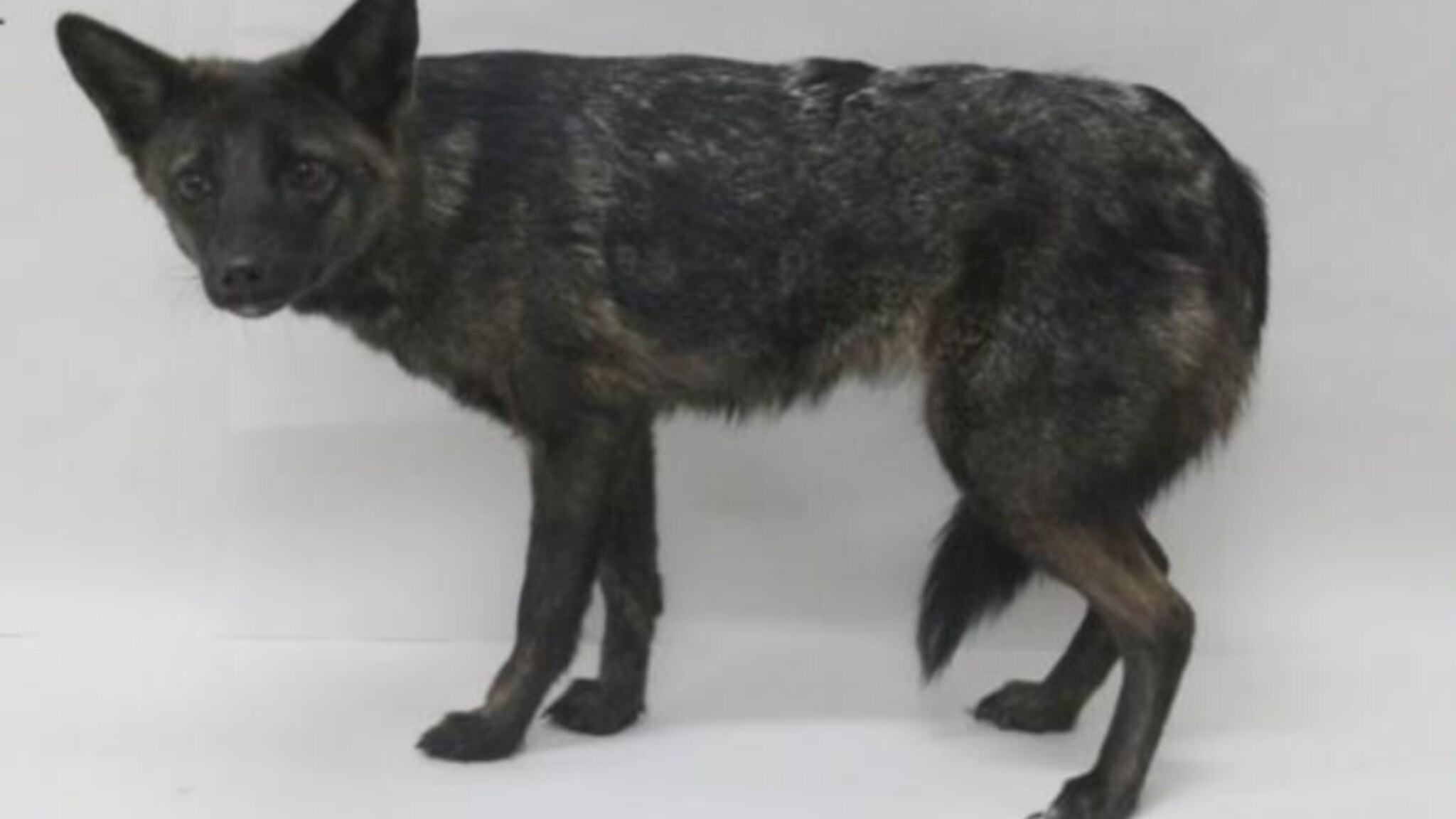 Is it a dog or a fox?  The world's first dog fox was discovered in Brazil