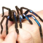 New species of electric blue tarantula discovered in Thailand  the animals